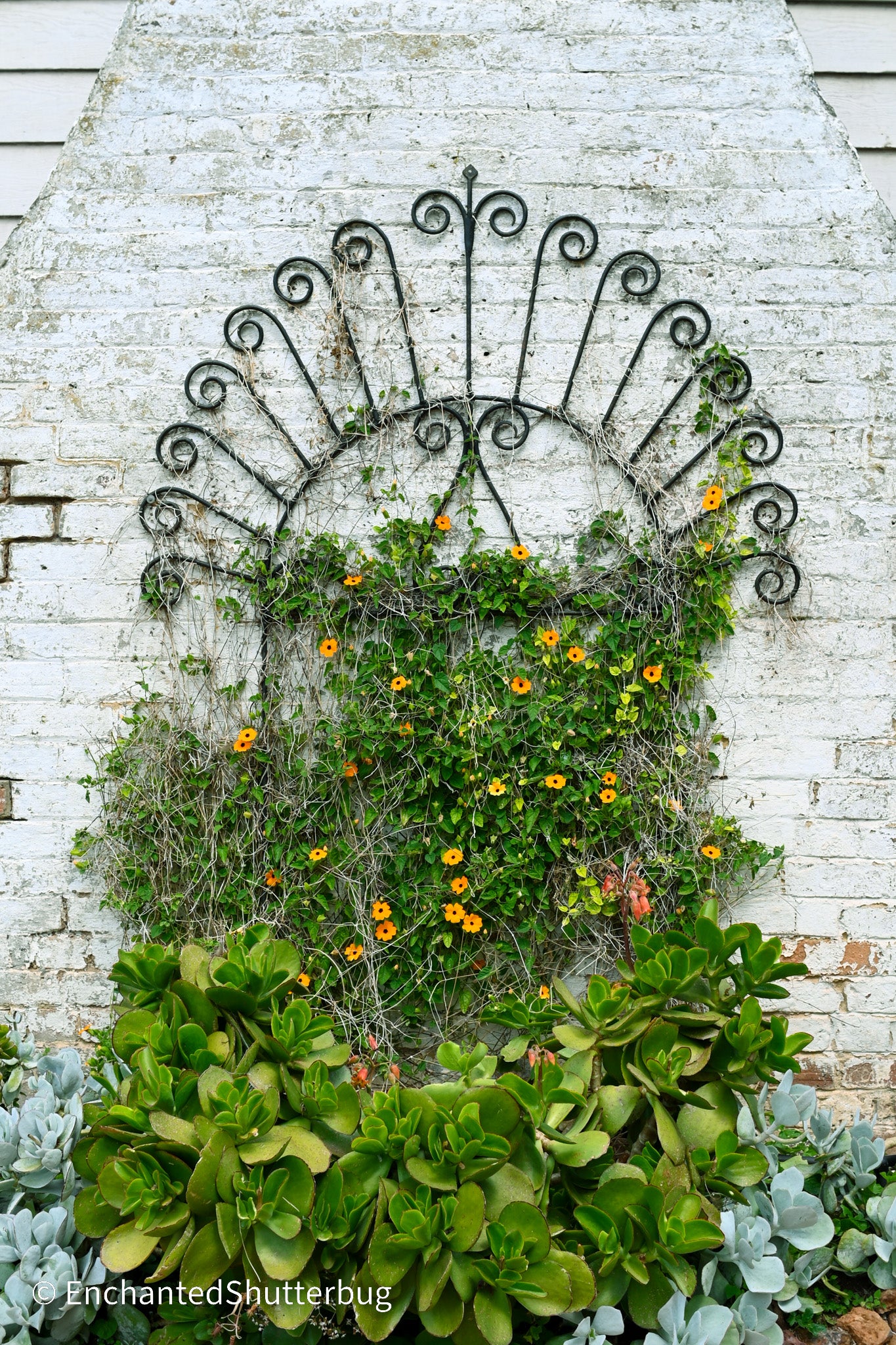 Overgrown Trellis